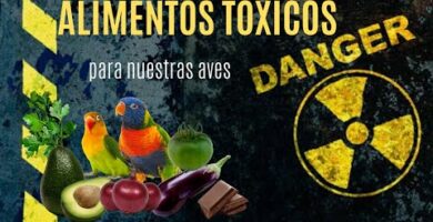 Alimentos prohibidos para guacamayos: guía completa