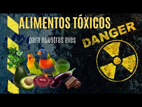 Alimentos prohibidos para guacamayos: guía completa