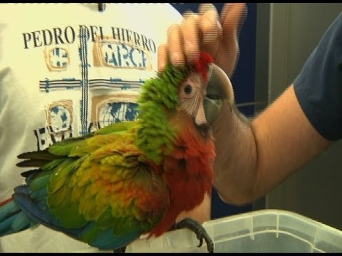 Venta de guacamayos rojos: la mejor opción para tener una mascota exótica