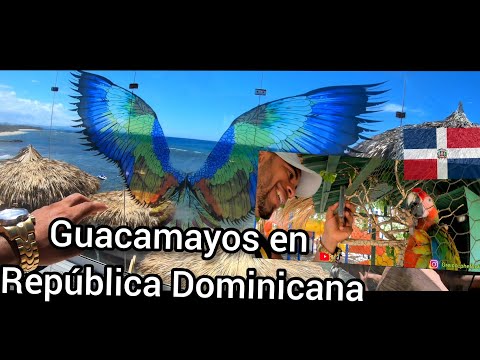 Descubre los exóticos guacamayos en República Dominicana: una experiencia única