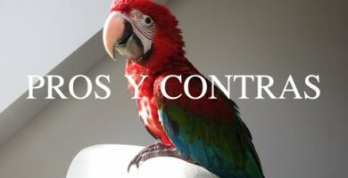 Mini guacamayo: la adorable mascota exótica para tu hogar