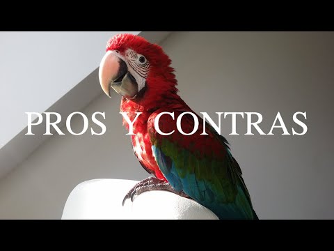 Mini guacamayo: la adorable mascota exótica para tu hogar