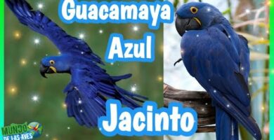 Descubre el fascinante mundo del guacamayo Camelot: características, cuidados y curiosidades