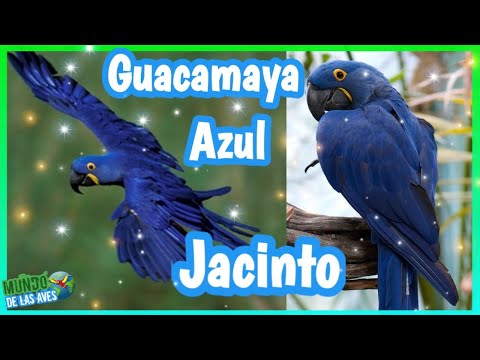 Descubre el fascinante mundo del guacamayo Camelot: características, cuidados y curiosidades