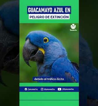 ¿Por qué los guacamayos azules se extinguieron? Descubre la respuesta aquí