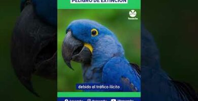 ¿Por qué los guacamayos azules se extinguieron? Descubre la respuesta aquí