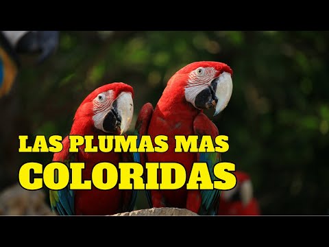 Descubre el fascinante mundo del guacamayo escarlata