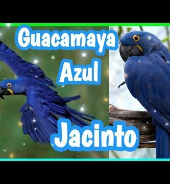 Descubre la belleza del blue guacamayo: Todo lo que debes saber