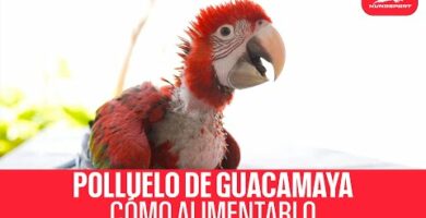 Guacamayo bebé: Cuidados, alimentación y consejos para su crianza