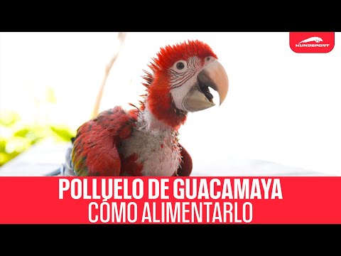 Guacamayo bebé: Cuidados, alimentación y consejos para su crianza