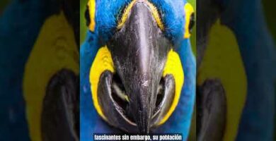 Guacamayo Arlequín: Descubre la belleza y variedad de esta exótica ave