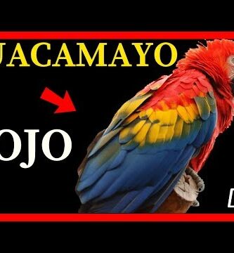 Guacamayo roja: Todo sobre esta exótica ave