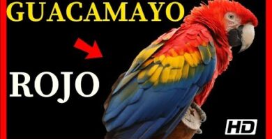 Guacamayo roja: Todo sobre esta exótica ave