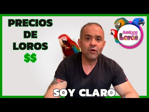 Guacamayo precio en República Dominicana: Encuentra las mejores ofertas