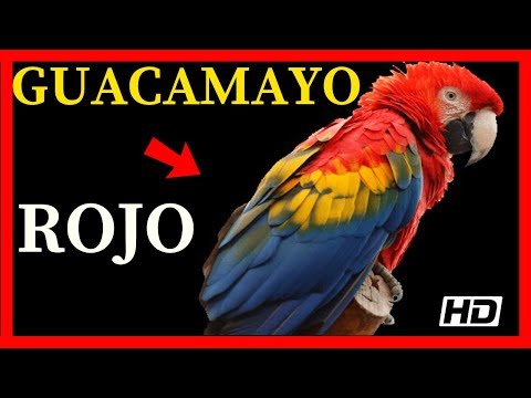 Guacamayo Green Wing: La exótica ave de plumaje verde