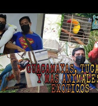 Venta de guacamayos en Buenos Aires: Exóticas aves en venta