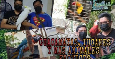 Venta de guacamayos en Buenos Aires: Exóticas aves en venta