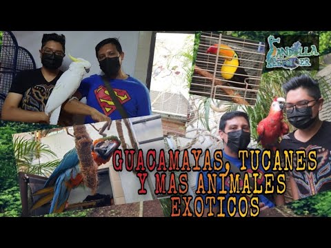 Venta de guacamayos en Buenos Aires: Exóticas aves en venta