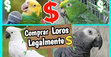 Venta de guacamayos en Barcelona: Exóticas aves a tu alcance