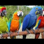 Guacamayo precio: descubre los mejores precios en estas exóticas aves