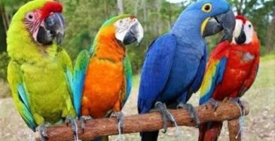 Guacamayo precio: descubre los mejores precios en estas exóticas aves