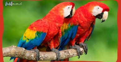 Descubre el fascinante mundo del guacamayo rosa y su delicado hábitat