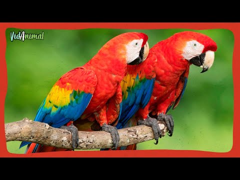 Descubre el fascinante mundo del guacamayo rosa y su delicado hábitat