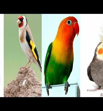 Guacamayo mascota: la guía completa para tener un ave exótica en casa