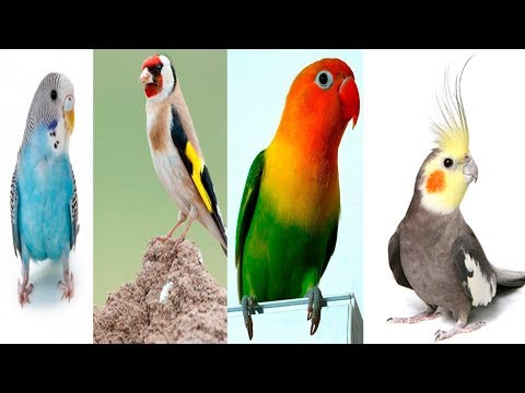 Guacamayo mascota: la guía completa para tener un ave exótica en casa