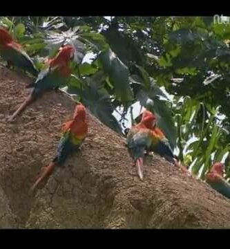 Guacamayos cantando: el espectáculo más increíble de la naturaleza