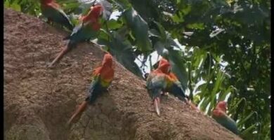 Guacamayos cantando: el espectáculo más increíble de la naturaleza