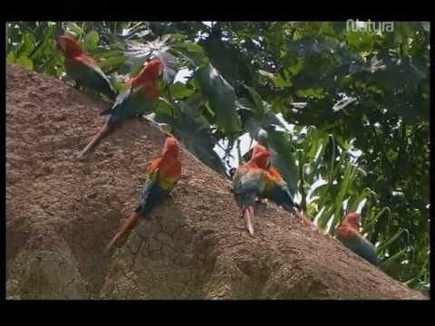 Guacamayos cantando: el espectáculo más increíble de la naturaleza