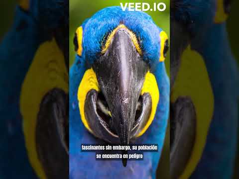 Descubre el impresionante guacamayo azul y dorado: belleza y color en una sola especie