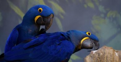 Guacamayo Azul 2022: Todo lo que necesitas saber sobre esta increíble especie