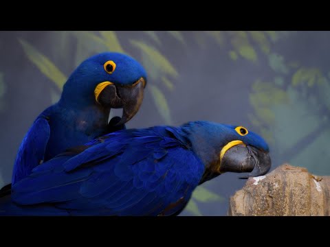 Guacamayo Azul 2022: Todo lo que necesitas saber sobre esta increíble especie