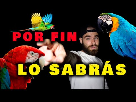 Guacamayo hembra: Todo lo que necesitas saber sobre esta hermosa especie