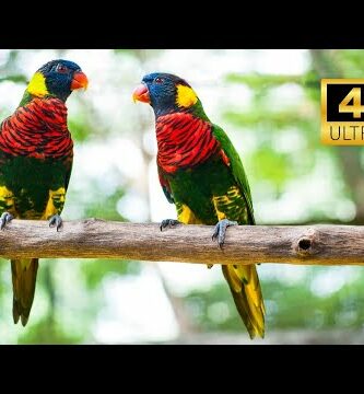 Guacamayo tricolor: Descubre la belleza de esta exótica especie