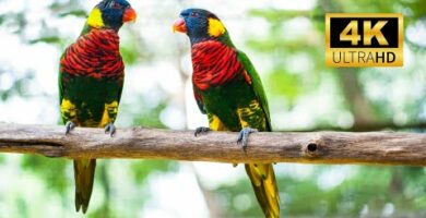 Guacamayo tricolor: Descubre la belleza de esta exótica especie