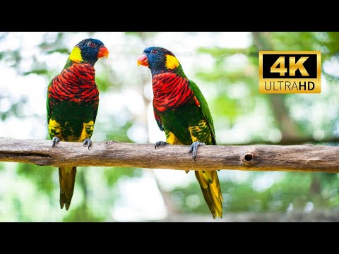 Guacamayo tricolor: Descubre la belleza de esta exótica especie