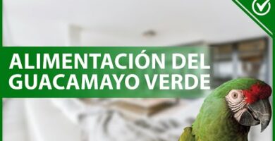 Deliciosa comida para guacamayos: satisface su paladar con nuestros nutritivos alimentos