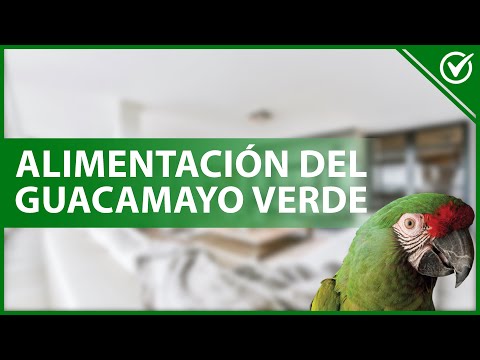 Deliciosa comida para guacamayos: satisface su paladar con nuestros nutritivos alimentos