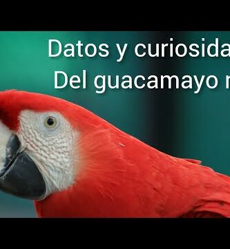 Descubre al increíble guacamayo gigante: características y curiosidades