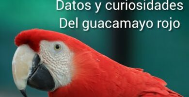 Descubre al increíble guacamayo gigante: características y curiosidades