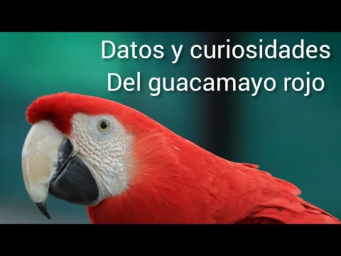 Descubre al increíble guacamayo gigante: características y curiosidades