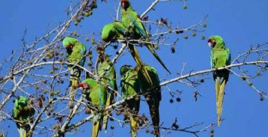 Guacamayo Mexicano: Belleza y Conservación en la Fauna de México