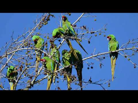 Guacamayo Mexicano: Belleza y Conservación en la Fauna de México