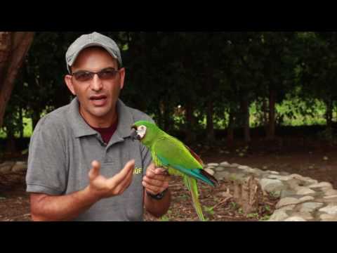 Guacamayo ara nobilis: Todo sobre esta hermosa especie