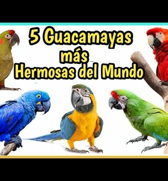 Guacamayo Celeste: Descubre todo sobre esta hermosa especie