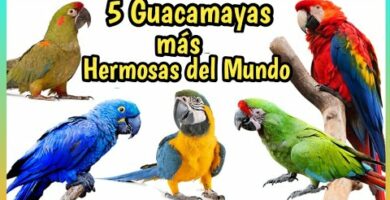 Guacamayo Celeste: Descubre todo sobre esta hermosa especie