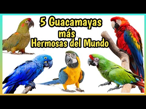 Guacamayo Celeste: Descubre todo sobre esta hermosa especie